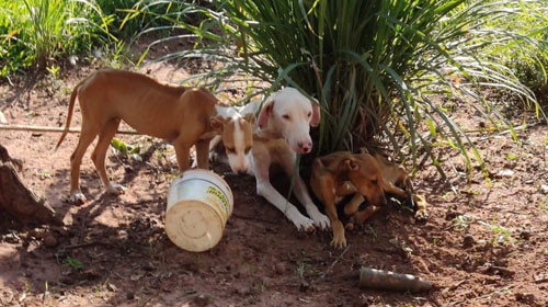 Polícia Ambiental autua homem em R 24 mil por maus tratos a oito cães