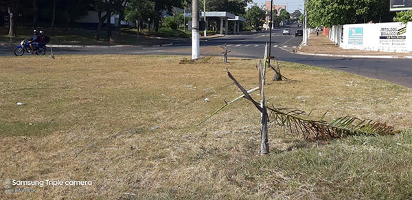 Divulgação - Coqueiros foram alvo de vândalos na rotatória próxima ao Terminal Rodoviário de Assis