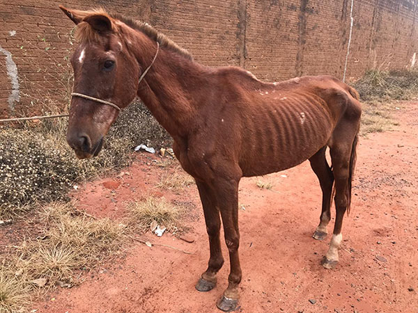 Divulgação - Animal estava solto em frente ao Poupatempo de Assis e proprietário será responsabilizado