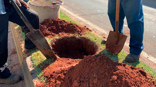 Divulgação - Está sendo feita uma nova seleção de plantas