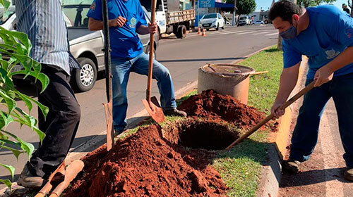 Divulgação - Projeto de paisagismo visa abranger outras avenidas da cidade