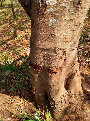 Divulgação - A área verde fica localizada no bairro Jardim Europa