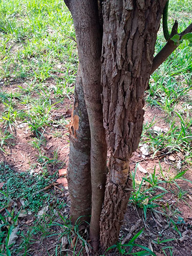 Divulgação - Foram cerca de 11 árvores mutiladas