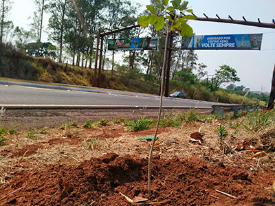 Divulgação - As mudas foram plantadas às margens da Avenida Benedito Pires