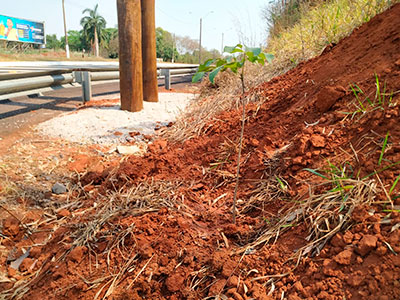 Divulgação - Foram plantadas mudas de Ipê branco e amarelo