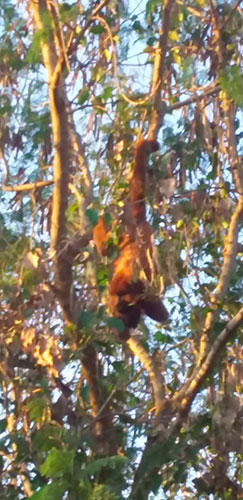 Divulgação - O melhor horário para ver os macacos é entre 17h30 e 18h