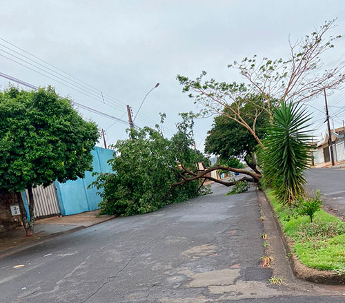 divulgação - Queda de árvore na Avenida Teotônio Vilela