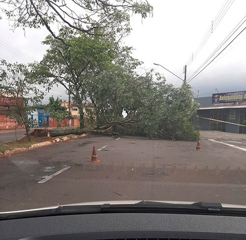 divulgação - Queda de árvore na Avenida Paschoal Santilli