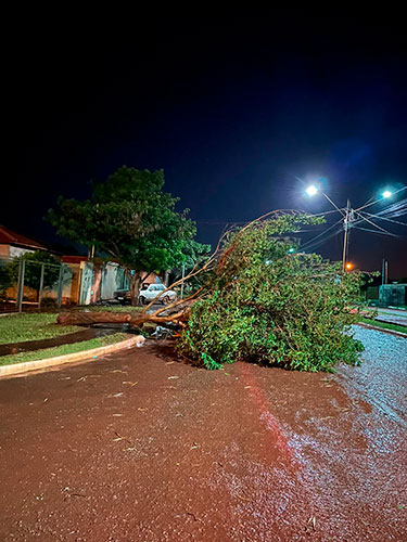 divulgação - Queda de árvore em Ibirarema