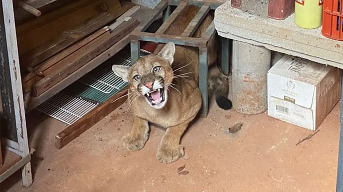 Divulgação - Animal foi encontrado no quintal de uma residência, no distrito de Porto Primavera, em Rosana (SP) — Foto: Corpo de Bombeiros