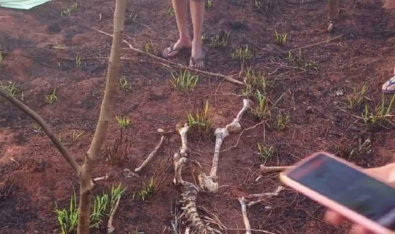 Divulgação - Ossada encontrada em terreno no bairro Santa Clara em Assis - Foto: Reprodução/Abordagem