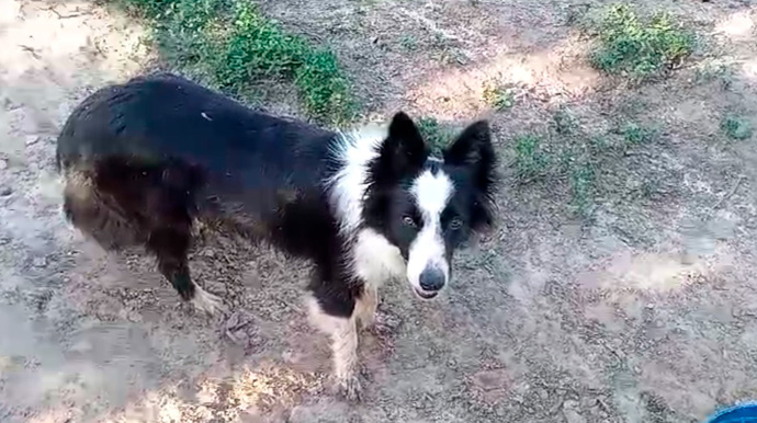 Arquivo Pessoal - A cadela da raça Boder Colie que desapareceu na Água do Baixadão, nas proximidades com o Residencial Esmeralda Park - Foto: Arquivo Pessoal