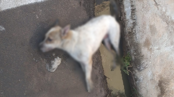 Arquivo Pessoal - Animal foi encontrado na manhã desta sexta-feira, dia 7, deitado em uma poça d'àgua - FOTO: Arquivo Pessoal