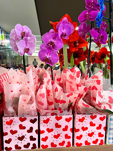 Portal AssisCity - Para os amantes de flores, o Supermercados Avenida oferece desde kalanchoe à orquídeas - Foto: Portal AssisCity