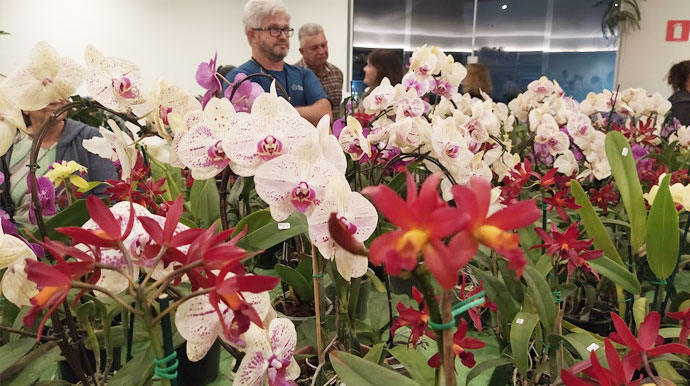 Divulgação - Visitantes poderão trocar 1 litro de leite ou óleo por mudas de orquídeas; exposição faz parte das celebrações de aniversário da cidade - Foto: Divulgação