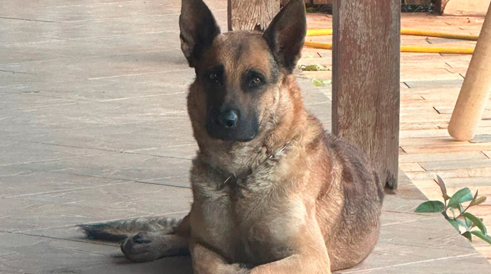 Reprodução/Arquivo Pessoal - Thor desapareceu na noite desta quinta-feira, 04, no Jardim Paraná em Assis - Foto: Reprodução/Arquivo Pessoal