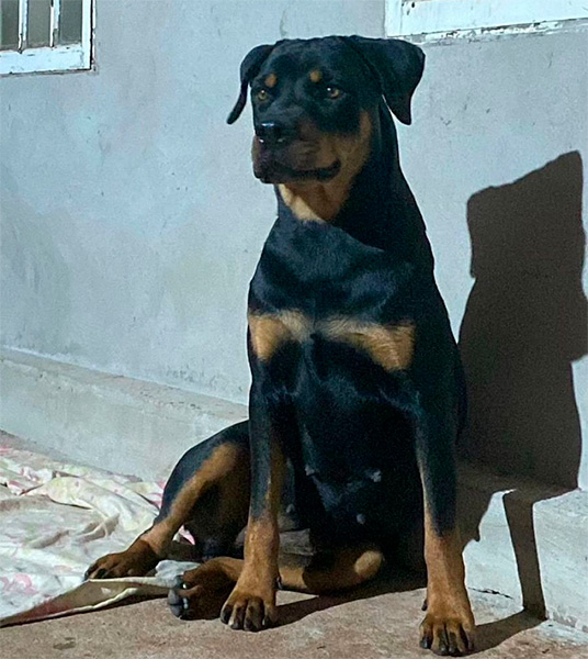 Reprodução/Arquivo Pessoal - Cachorra é da raça Rottweiller e atende pelo nome de Princesa - Foto: Reprodução/Arquivo Pessoal