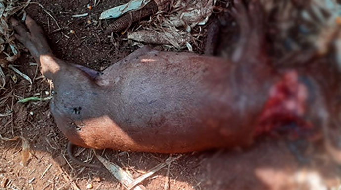 Divulgação/Cedida - Cerca de 10 porcos foram mortos - Foto: Divulgação/Cedida