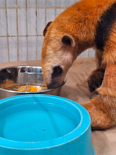 Divulgação/Governo de SP - Animais vítimas dos incêndios florestais de todo o Estado de São Paulo foram resgatados - Foto: Divulgação/Governo de SP