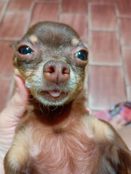 Reprodução/Arquivo Pessoal - A cachorrinha Safira - Foto: Reprodução/Arquivo Pessoal