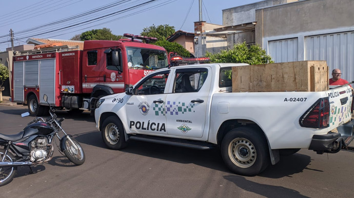 Polícia Militar Ambiental - Captura do animal foi realizada por volta das 9h da manhã - FOTO: Polícia Militar Ambiental