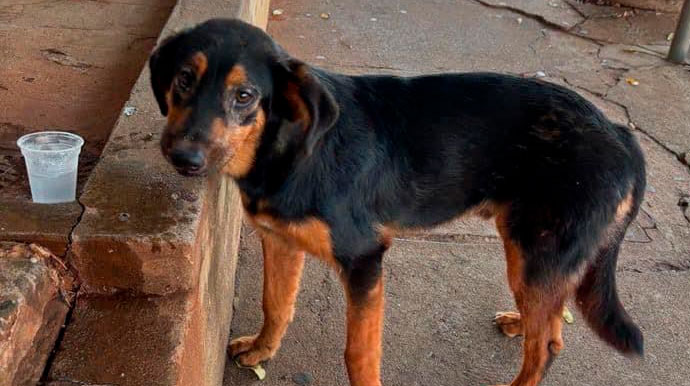 Divulgação - Grupo de acolhimento de animais procura cachorro abandonado nas proximidades do HR de Assis