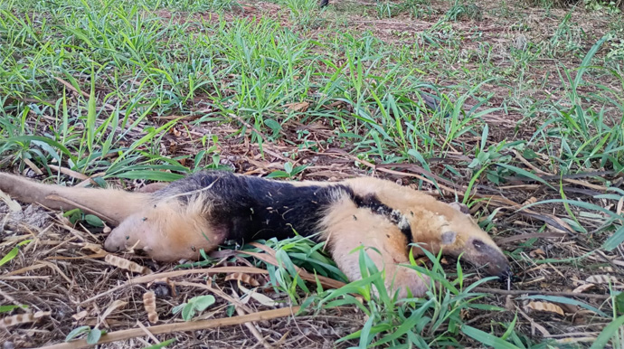 Enviada ao Portal AssisCity - Tamanduá é atropelado no Jardim Rezende em Assis - FOTO: Enviada ao Portal AssisCity