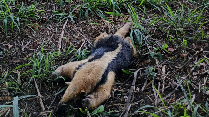 Enviada ao Portal AssisCity - Avanço urbano e aumento no número de queimadas tem feito animais silvestres irem para a zona urbana - FOTO: Enviada ao Portal AssisCity