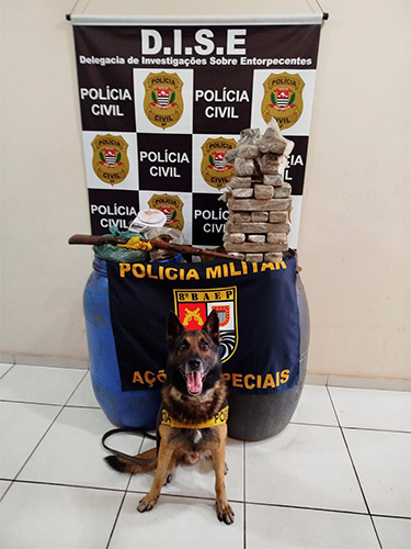 Reprodução/Polícia Militar - O cão de faro Ricco localizou vários tabletes de maconha, totalizando aproximadamente 20 quilos - Foto: Reprodução/Polícia Militar