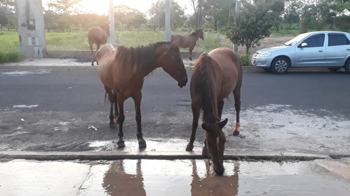 Enviada ao Portal AssisCity - Moradores do Parque Universitário denunciam abandono de cavalos em via pública - FOTO: Enviada ao Portal AssisCity