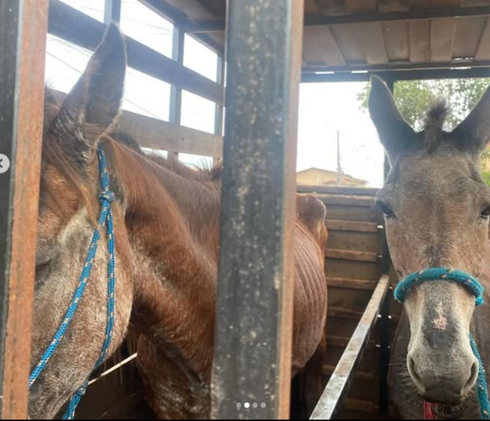 Divulgação - Animais resgatados pela Defesa Civil - Foto: Divulgação