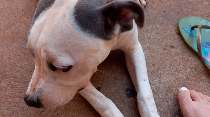 Reprodução/Arquivo Pessoal - Dhara, da raça American Staffordshire Terrier, está desaparecida desde o dia 10 de janeiro - Foto: Reprodução/Arquivo Pessoal